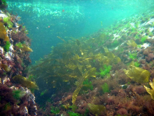 Plongee Biologie Marine dans le 56